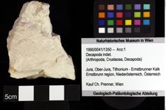 Foto (Objket + Etiketten) von Decapoda indet. 